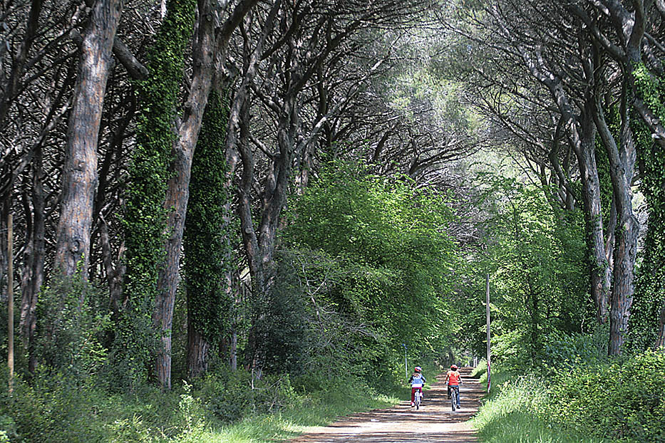 Bambini in bicicletta lungo un viale di pini nel Parco Forestale, tra Sassetta e la Costa degli Etruschi