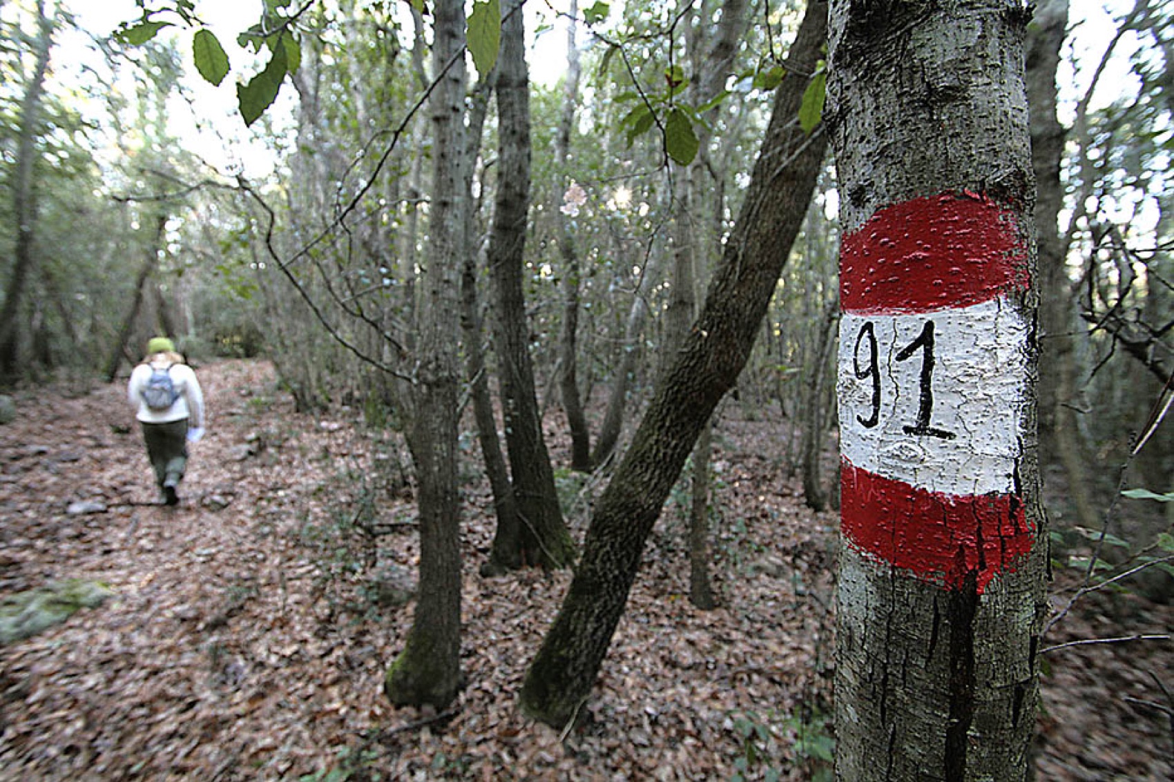 Sentiero segnalato 91 nei boschi del Parco Forestale di Poggio Neri, tra lecci e castagni